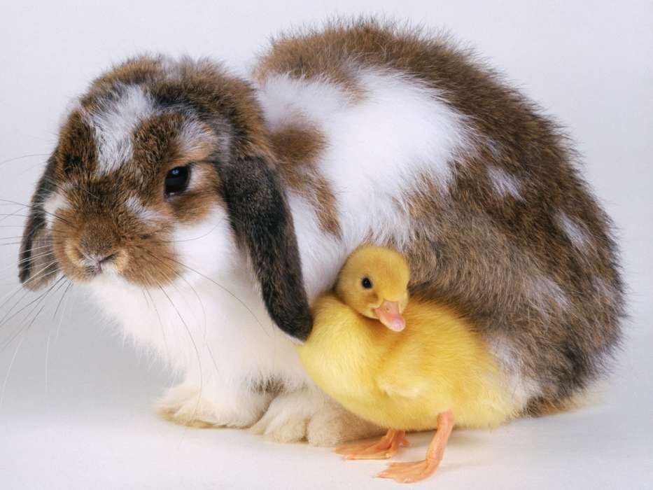 Kaninchen,Tiere,Vögel,Ducks