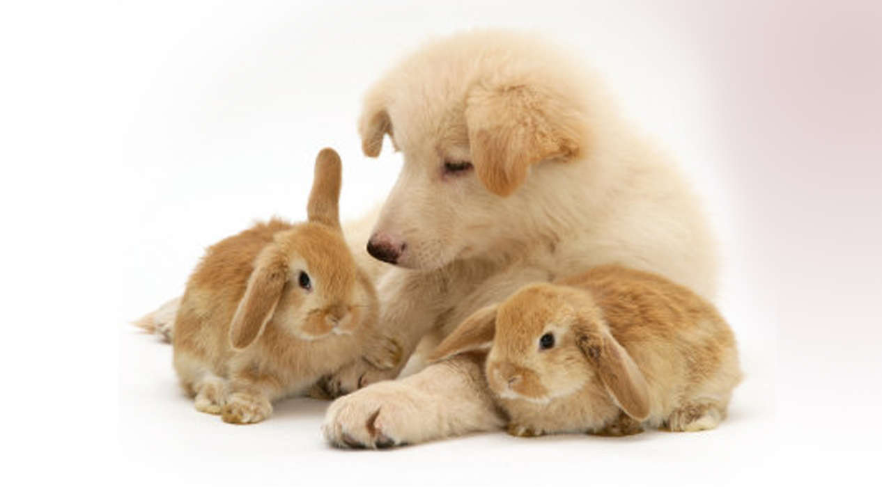 Tiere,Hunde,Kaninchen