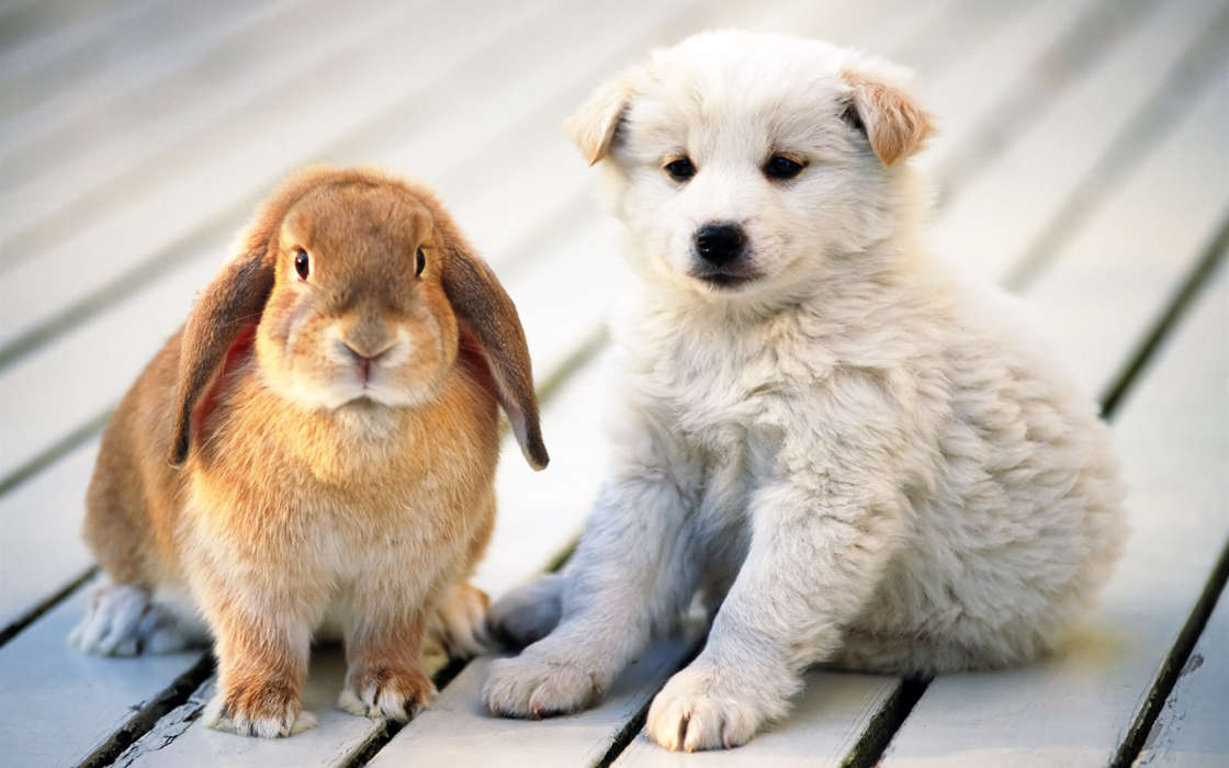 Tiere,Hunde,Kaninchen