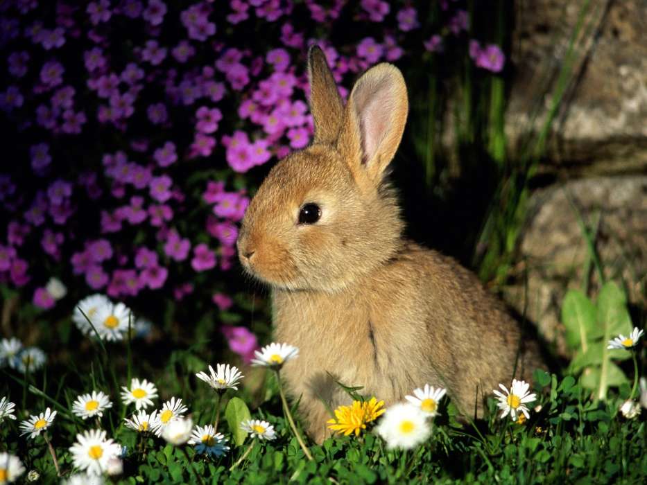 Tiere,Kaninchen