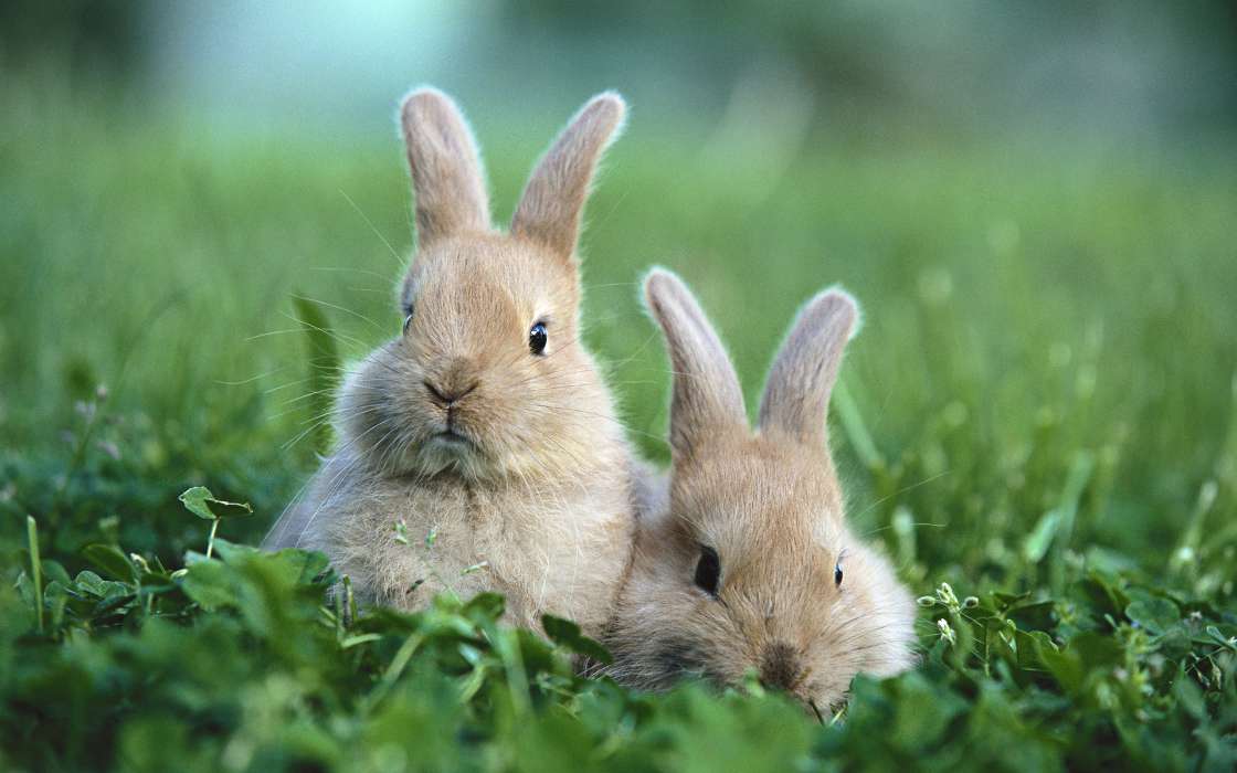 Kaninchen,Tiere