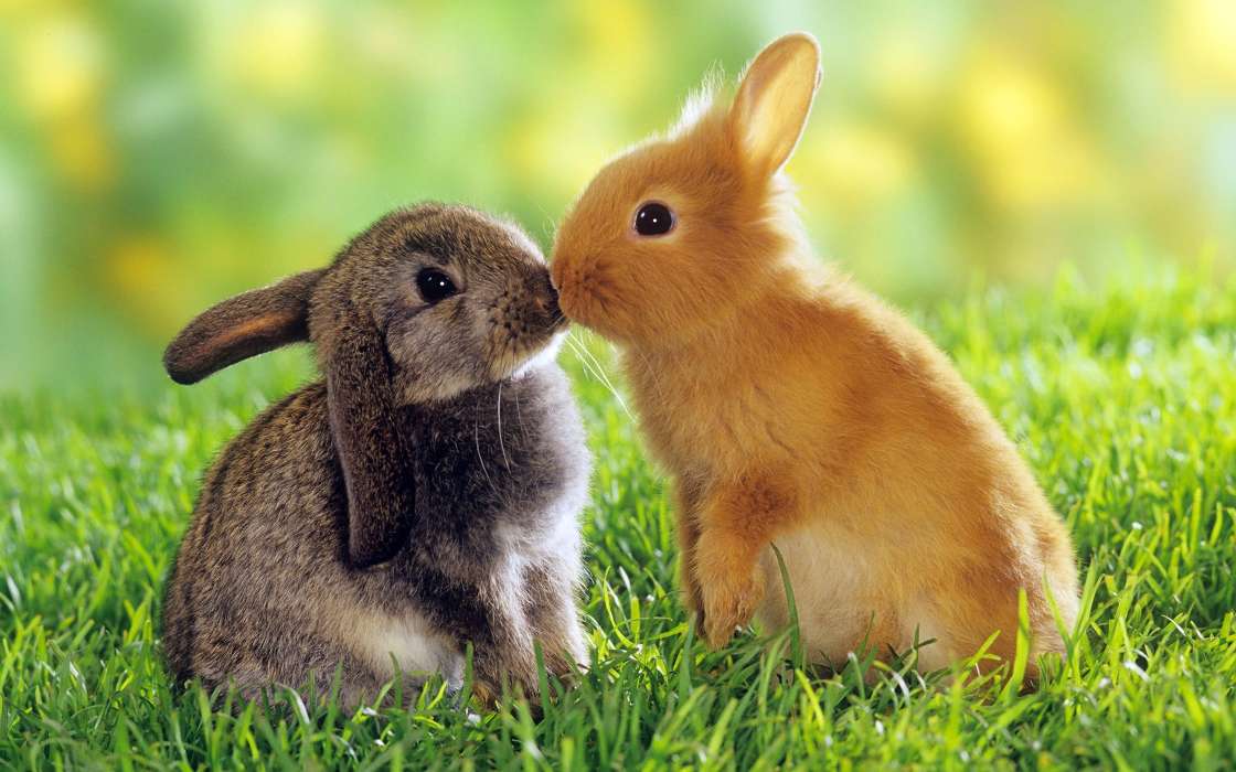 Kaninchen,Tiere