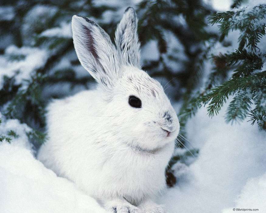 Tiere,Winterreifen,Kaninchen