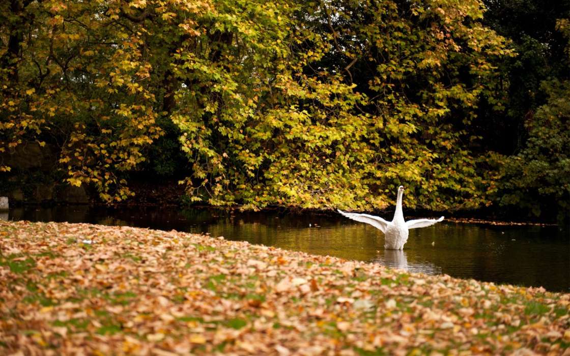 Tiere,Vögel,Herbst,Blätter,Swans