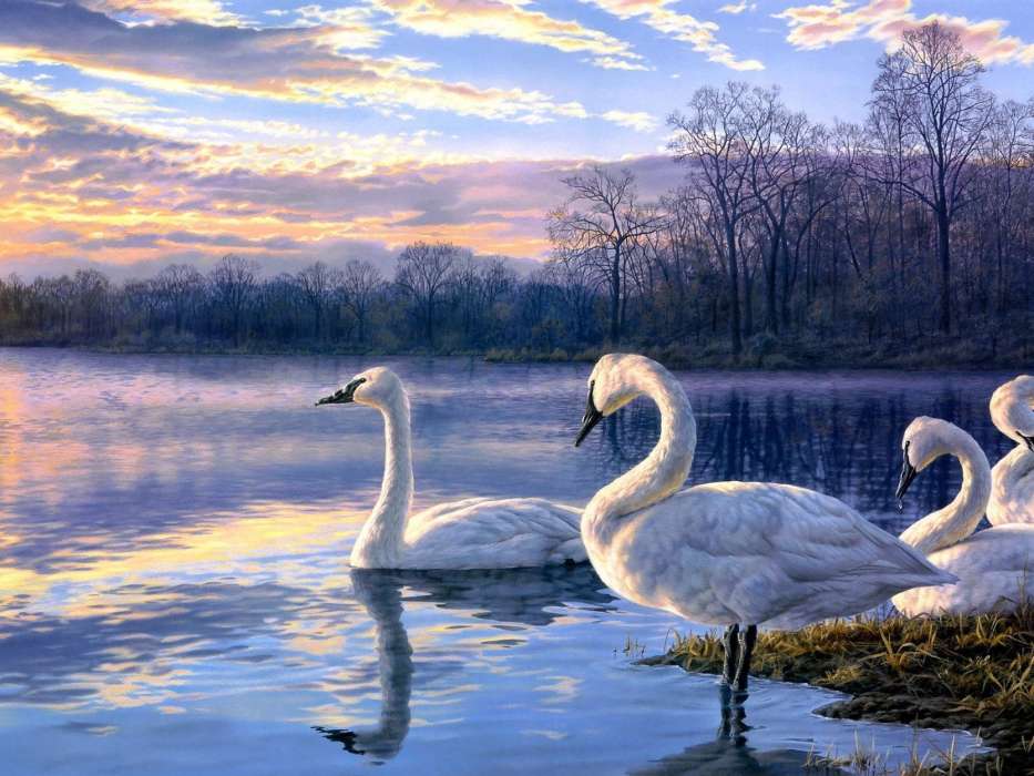 Tiere,Vögel,Swans