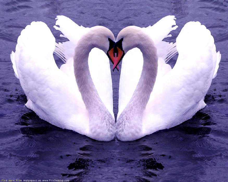 Tiere,Vögel,Herzen,Swans,Liebe,Valentinstag