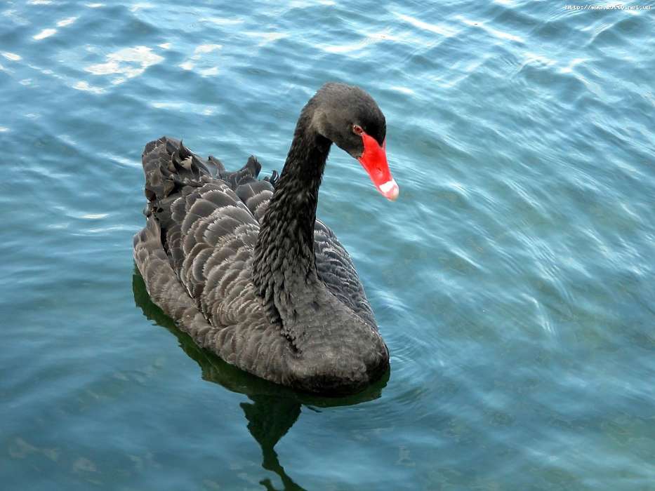 Tiere,Vögel,Wasser,Swans