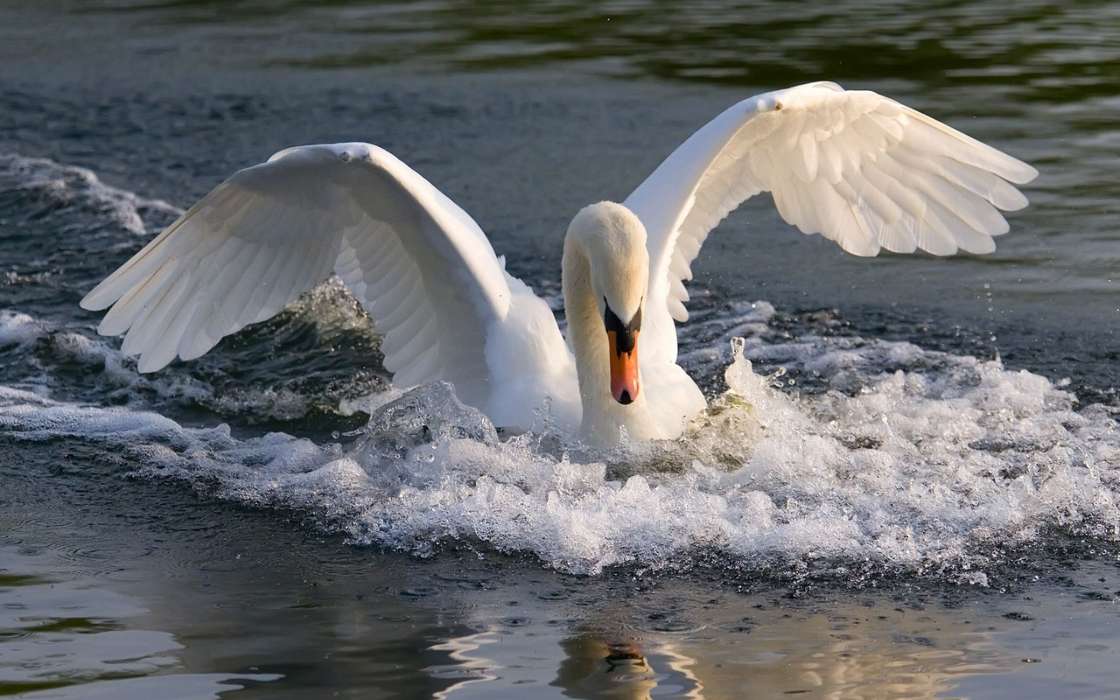 Tiere,Vögel,Wasser,Swans