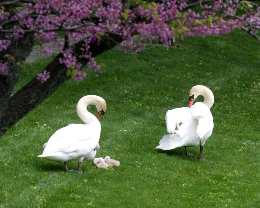 Tiere,Vögel,Swans