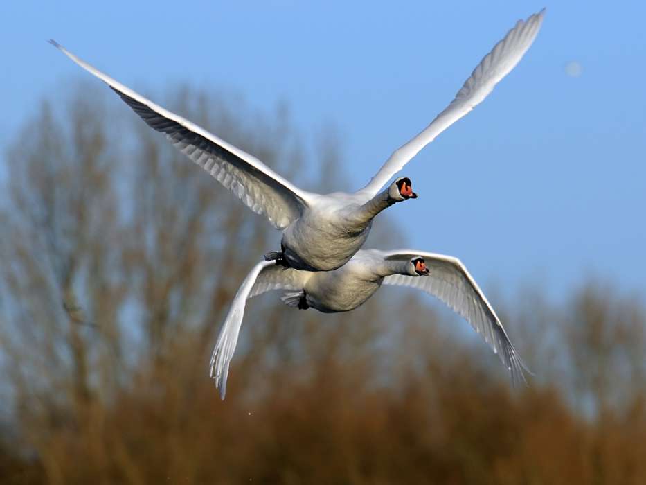 Swans,Vögel,Tiere