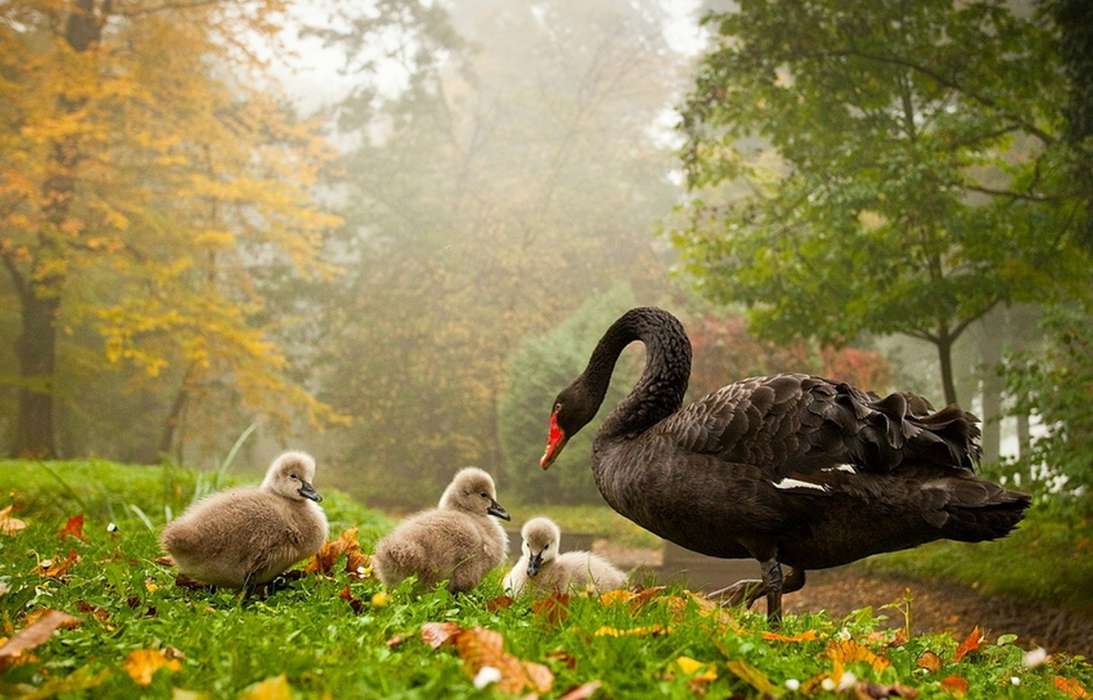 Swans,Vögel,Tiere