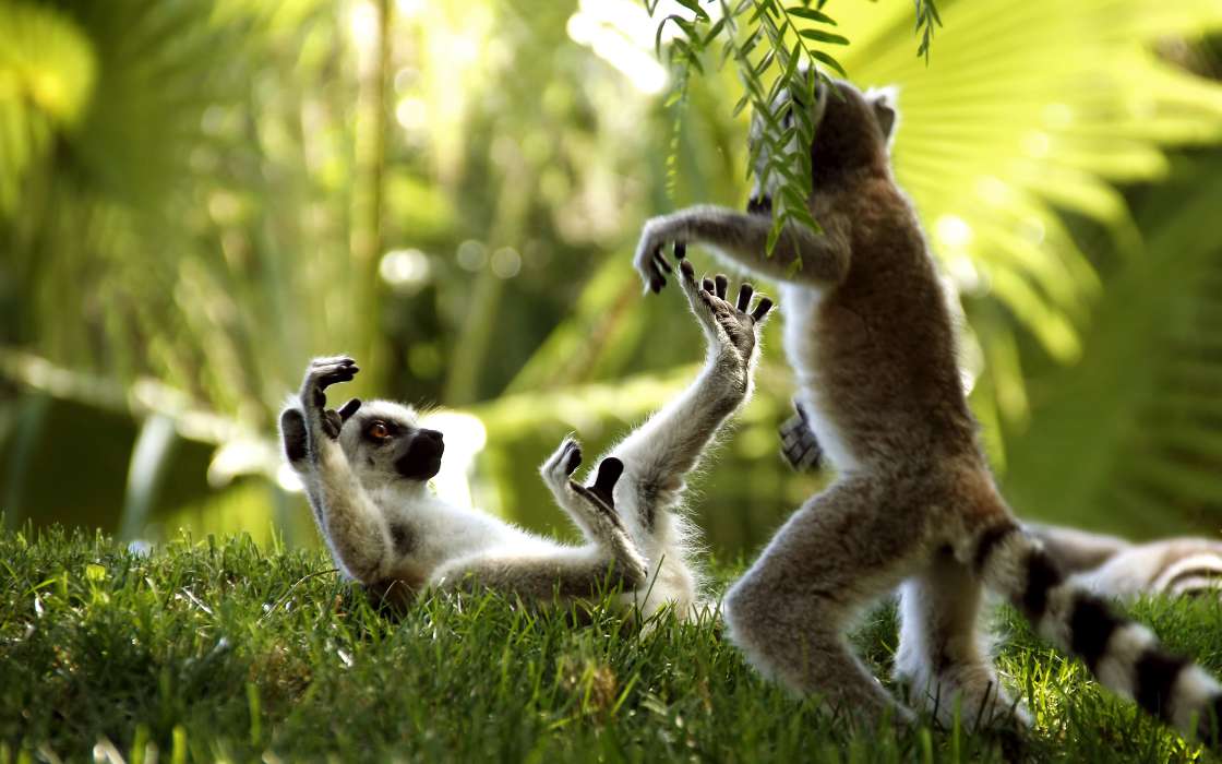 Lemuren,Tiere