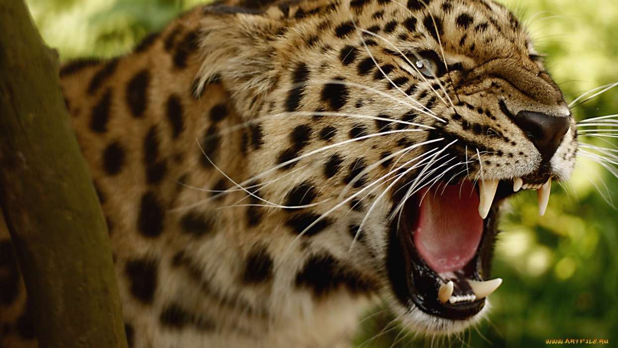 Leopards,Katzen,Tiere