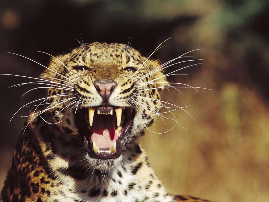 Leopards,Tiere
