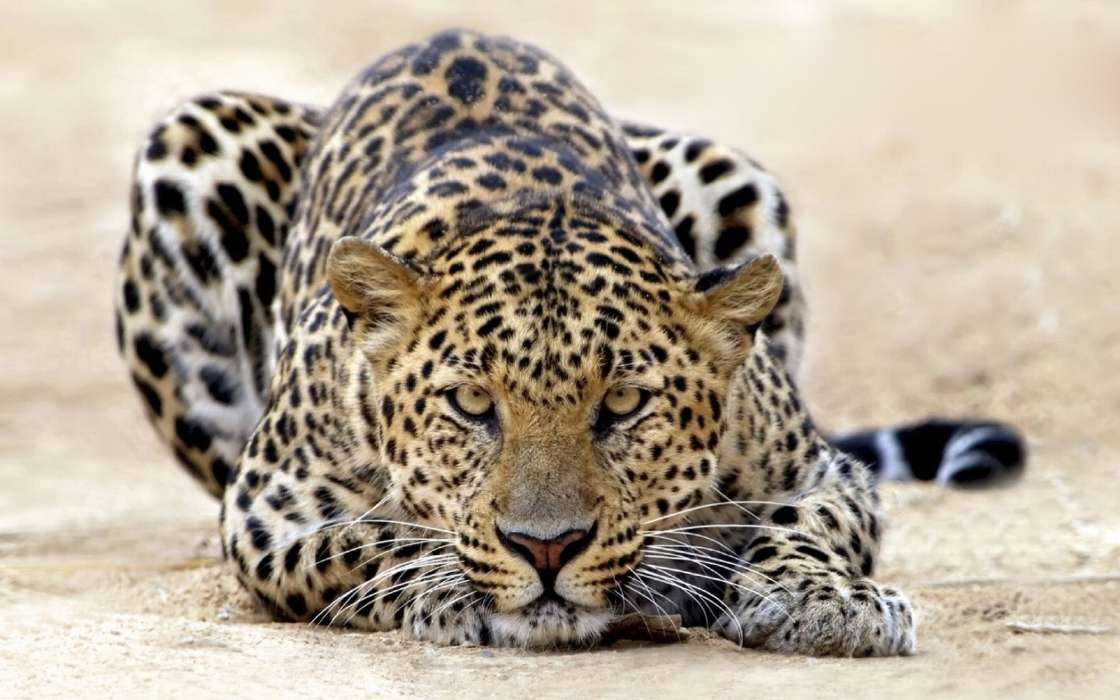 Leopards,Tiere