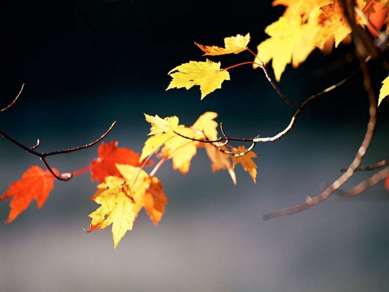 Blätter,Objekte,Herbst