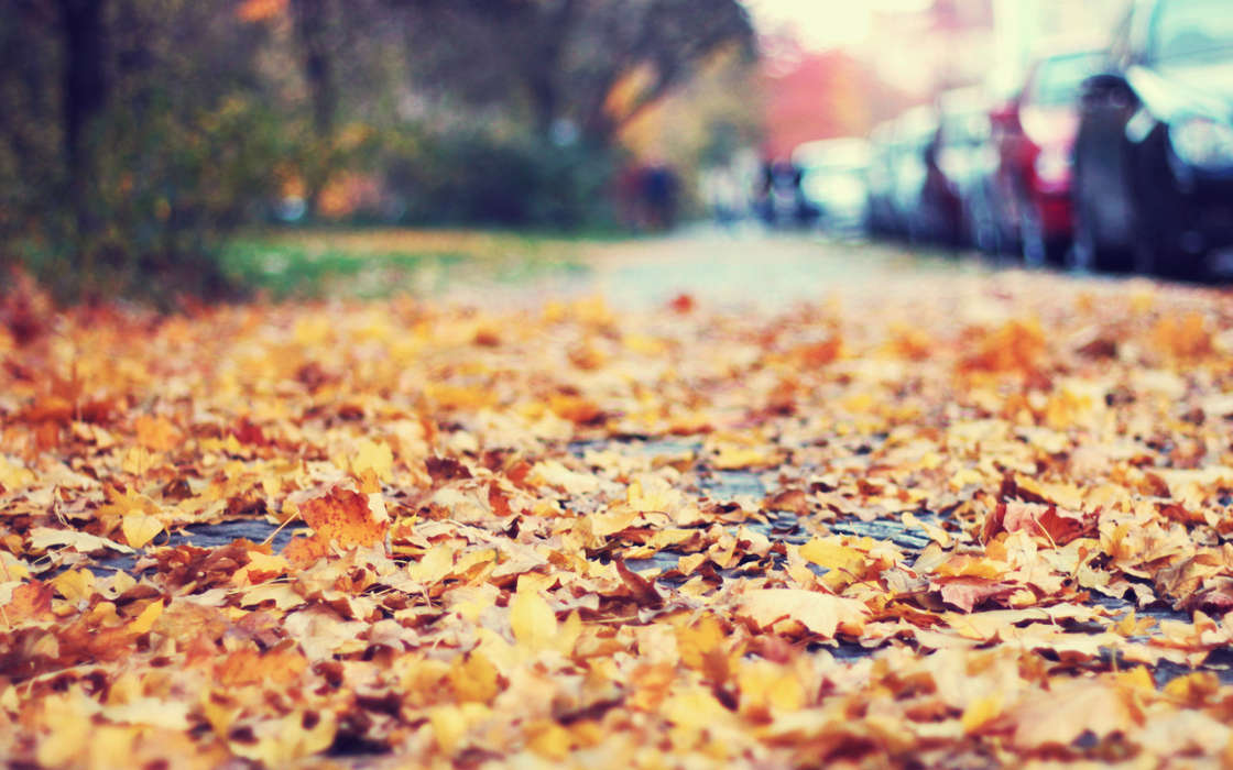 Landschaft,Herbst,Blätter
