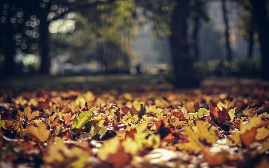 Blätter,Herbst,Landschaft