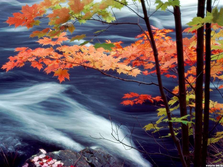 Landschaft,Wasser,Herbst,Blätter