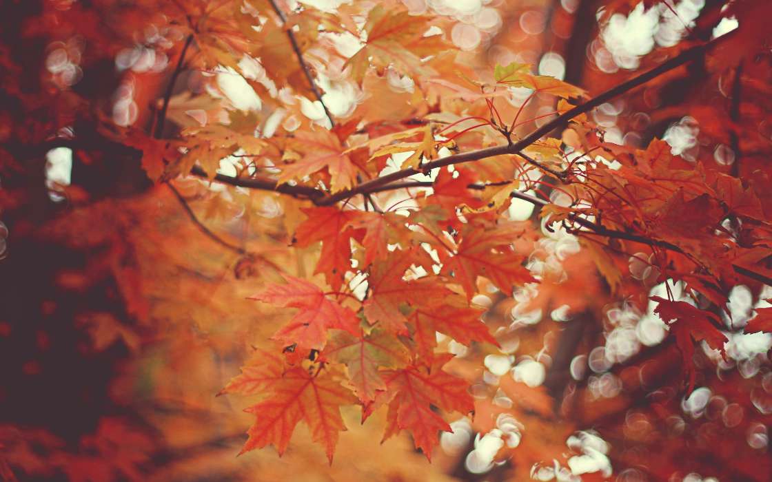Blätter,Herbst,Bilder