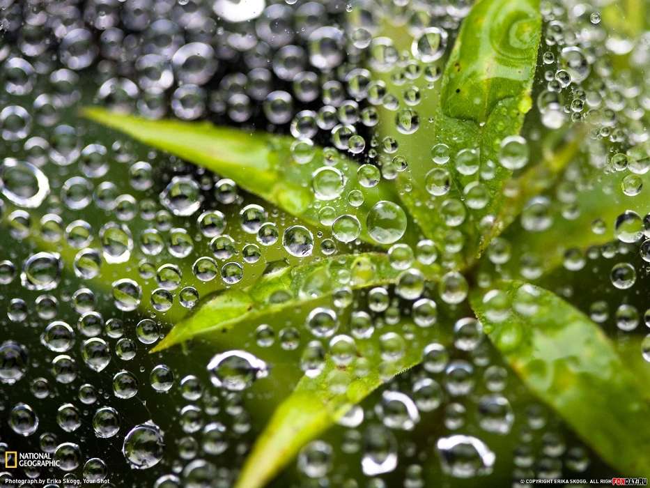 Pflanzen,Wasser,Blätter,Bubbles