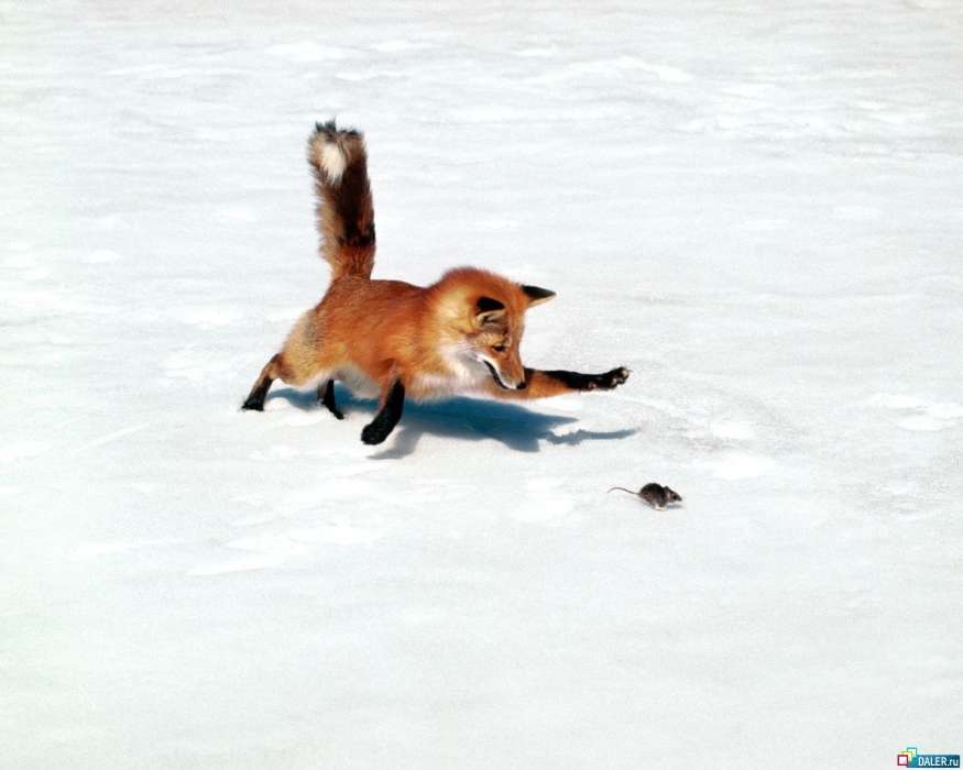 Tiere,Mäuse,Schnee,Fox