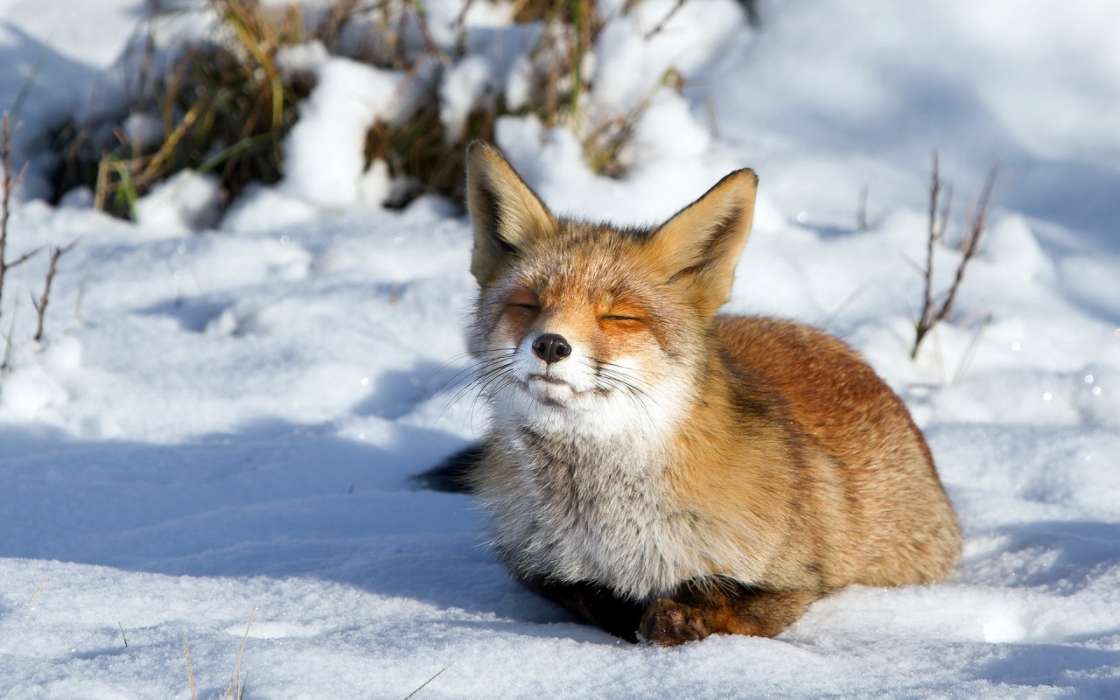 Tiere,Winterreifen,Schnee,Fox