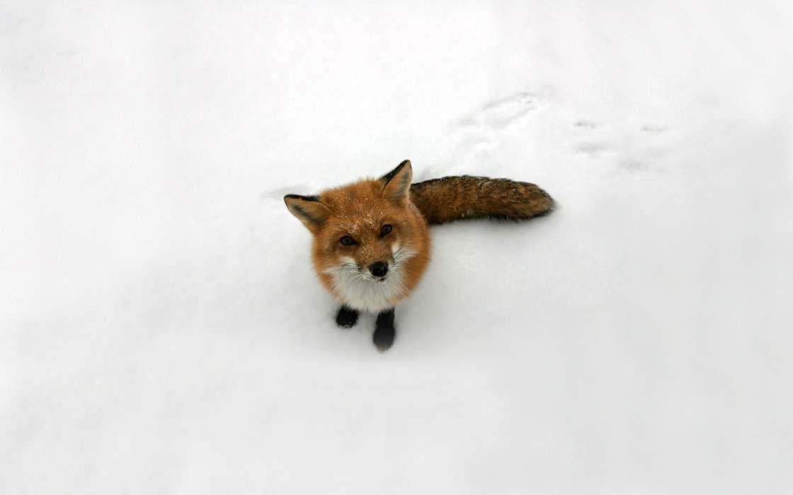 Fox,Schnee,Tiere,Winterreifen