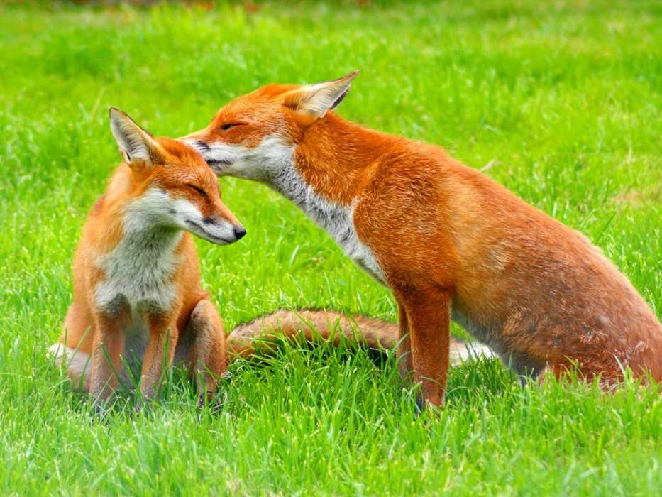 Tiere,Fox