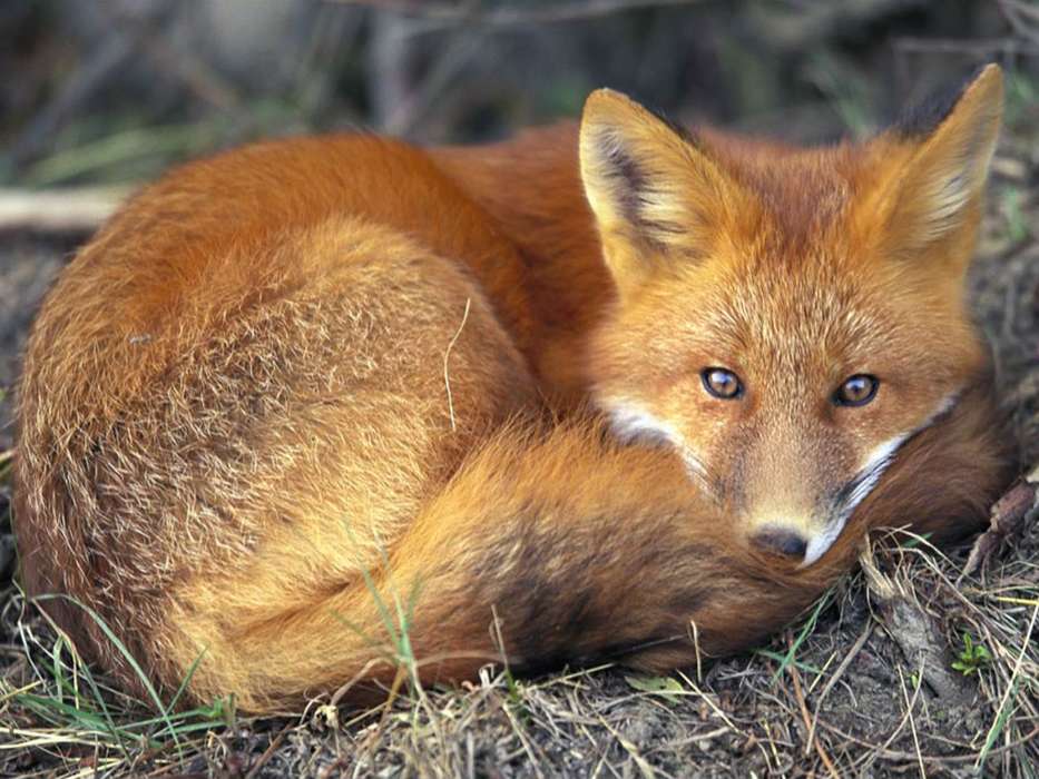 Fox,Tiere
