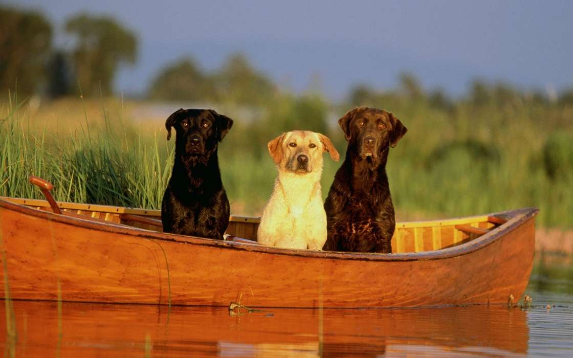 Boote,Hunde,Tiere