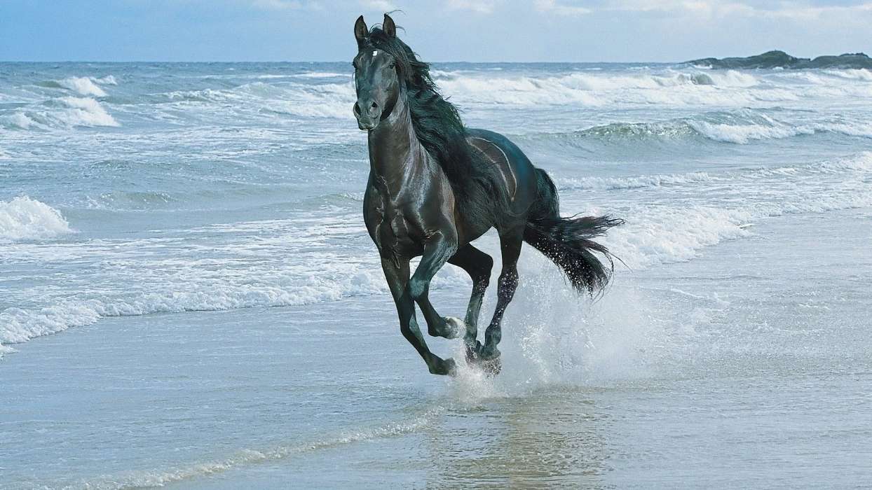 Tiere,Wasser,Pferde,Sea