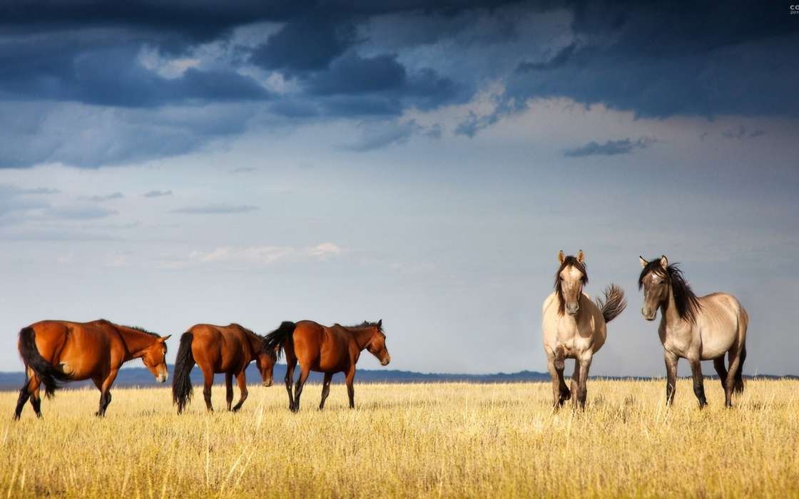 Pferde,Landschaft,Tiere
