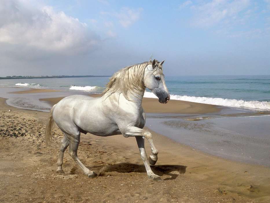 Tiere,Pferde,Strand