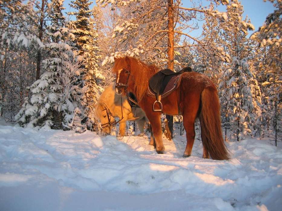 Pferde,Schnee,Tiere,Winterreifen
