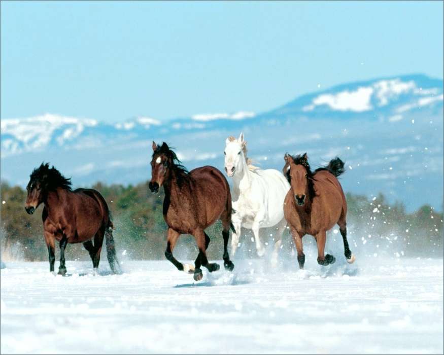 Tiere,Winterreifen,Pferde