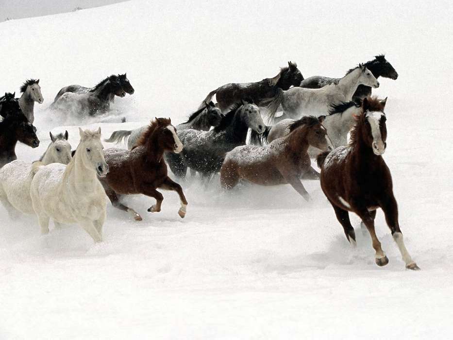 Tiere,Winterreifen,Pferde
