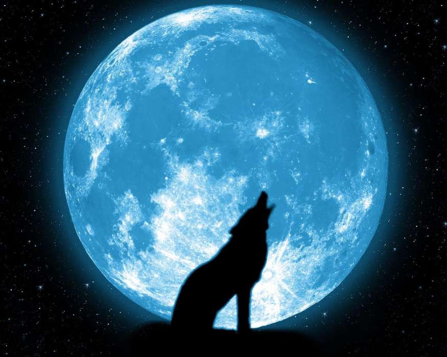 Tiere,Wölfe,Übernachtung,Mond