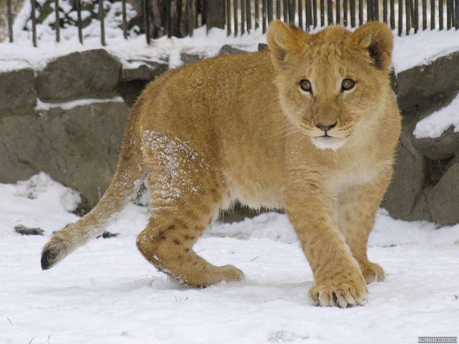 Tiere,Winterreifen,Lions