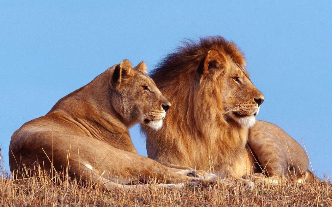 Tiere,Lions