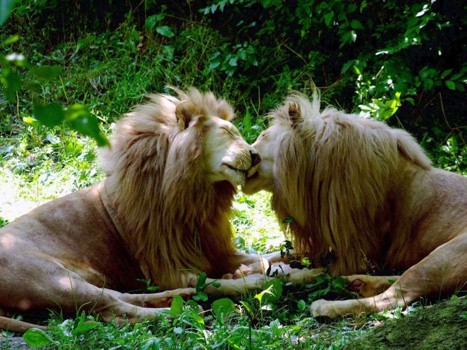 Lions,Tiere