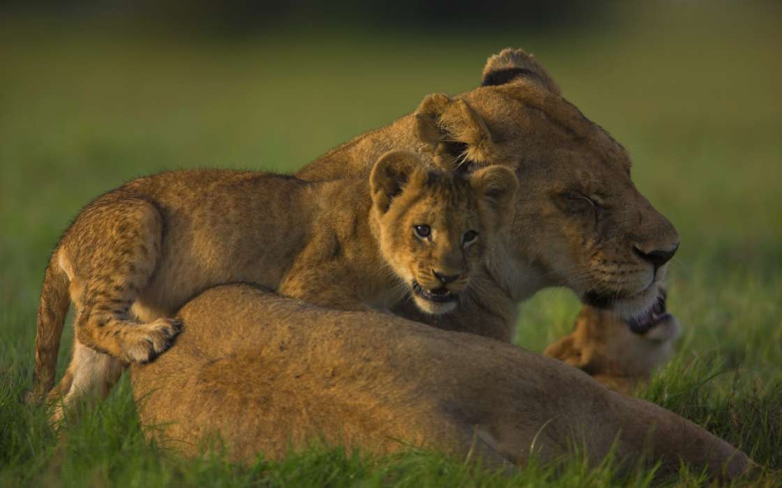 Lions,Tiere