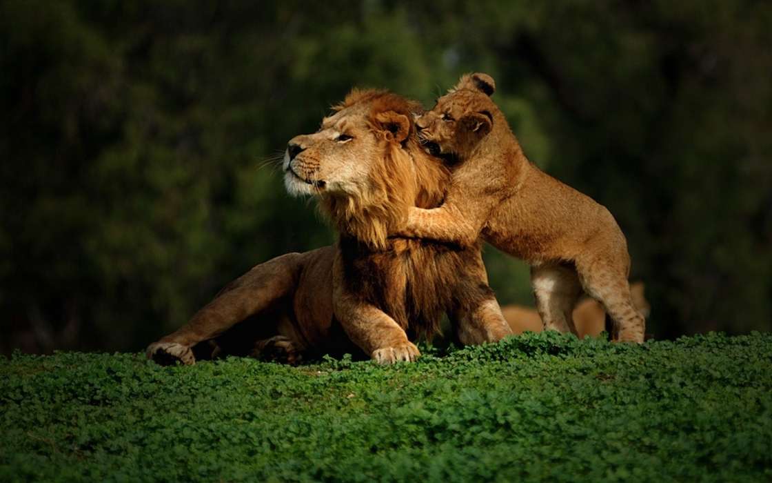 Tiere,Lions