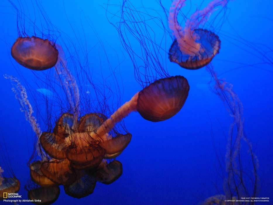 Tiere,Sea,Jellyfish