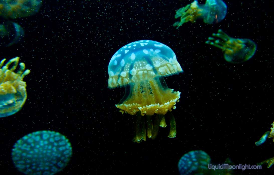 Tiere,Sea,Jellyfish