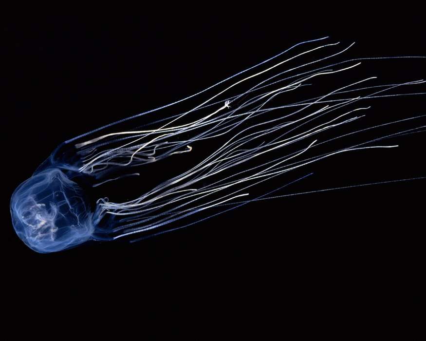 Tiere,Jellyfish
