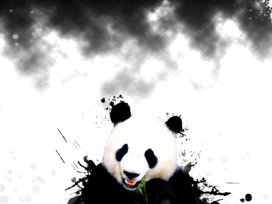 Tiere,Bären,Pandas
