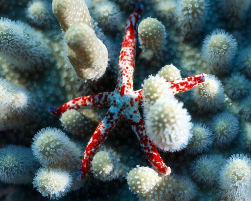 Tiere,Sea,Starfish
