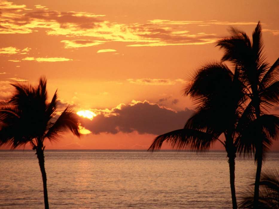 Landschaft,Sunset,Sky,Sea,Sun,Palms