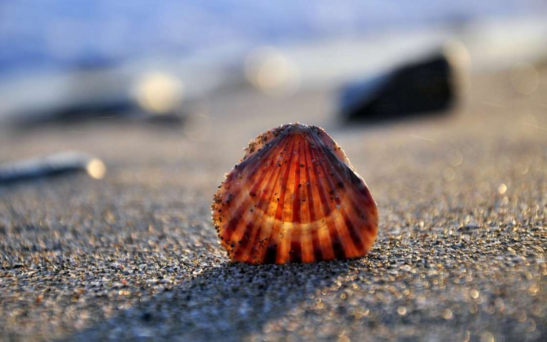 Hintergrund,Sea,Shells